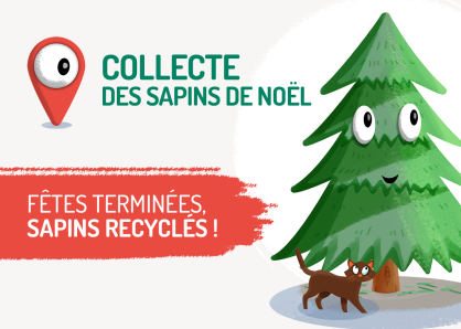 Collecte des sapins