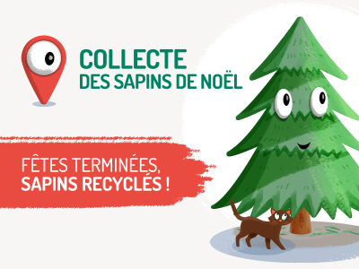 Collecte des sapins